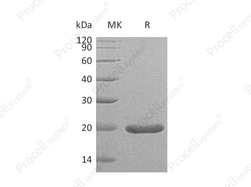 SHH (C25II), Mouse, Recombinant