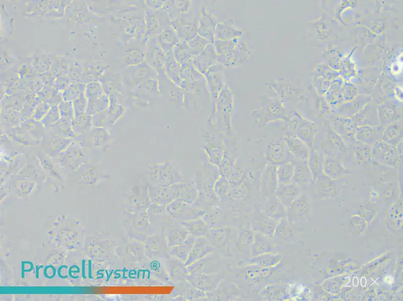 HCC-44 Cell Complete Medium - 6