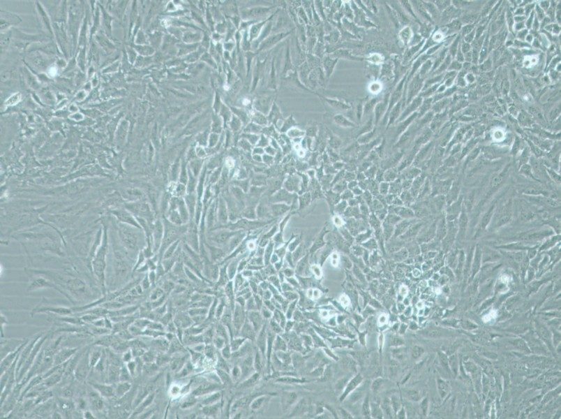 Hela Cell Complete Medium-searchlist-1