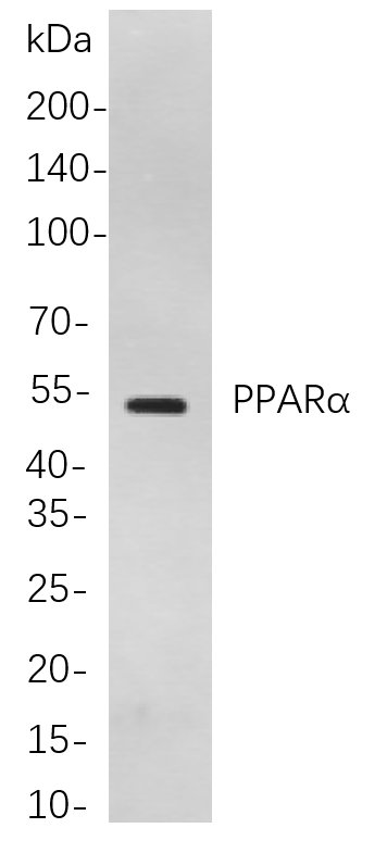 Recombinant PPARα Monoclonal Antibody-searchlist-1