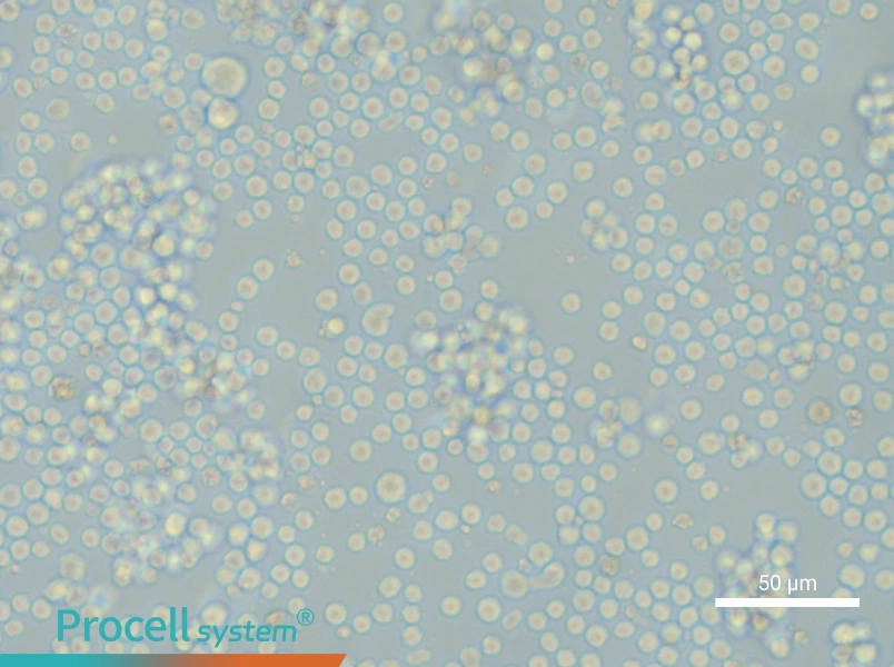 L1210 Cell Complete Medium - small - 6