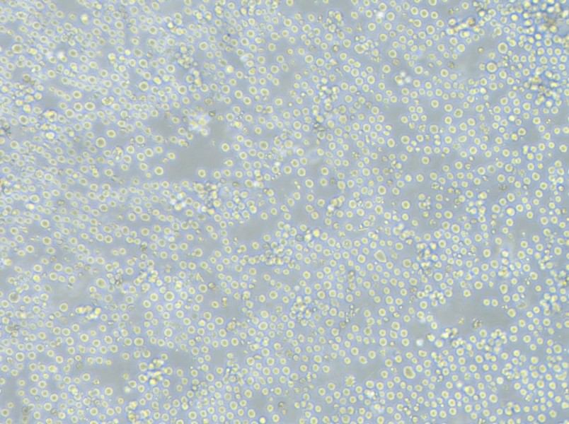 K562-FLUC Cell Complete Medium-searchlist-1