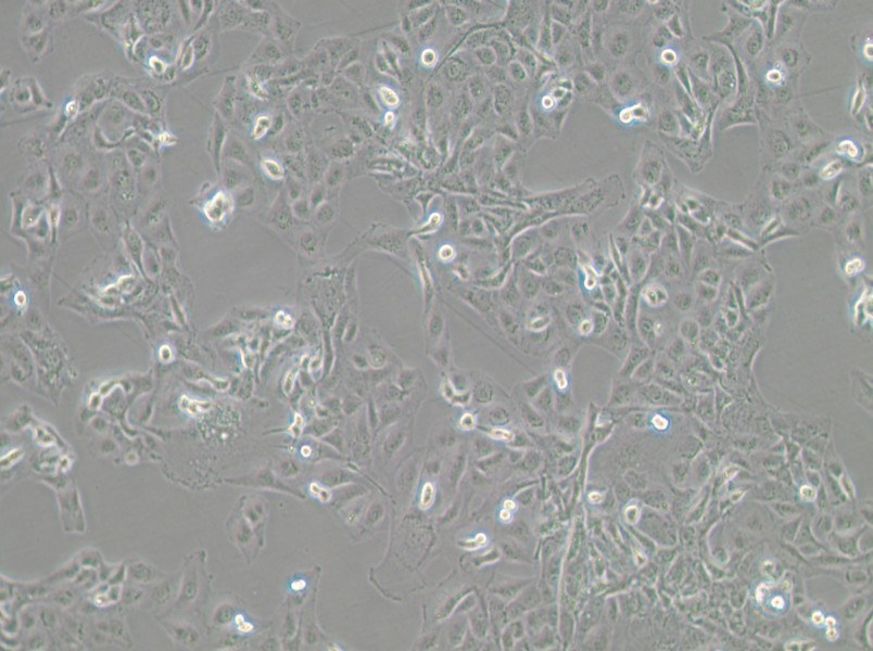 GLAG-66 Cell Complete MediumGLAG-66 Cell Complete Medium - 3