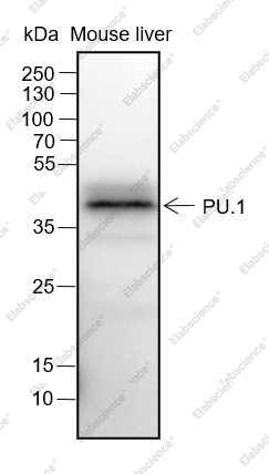 Recombinant PU.1 Monoclonal Antibody - 1