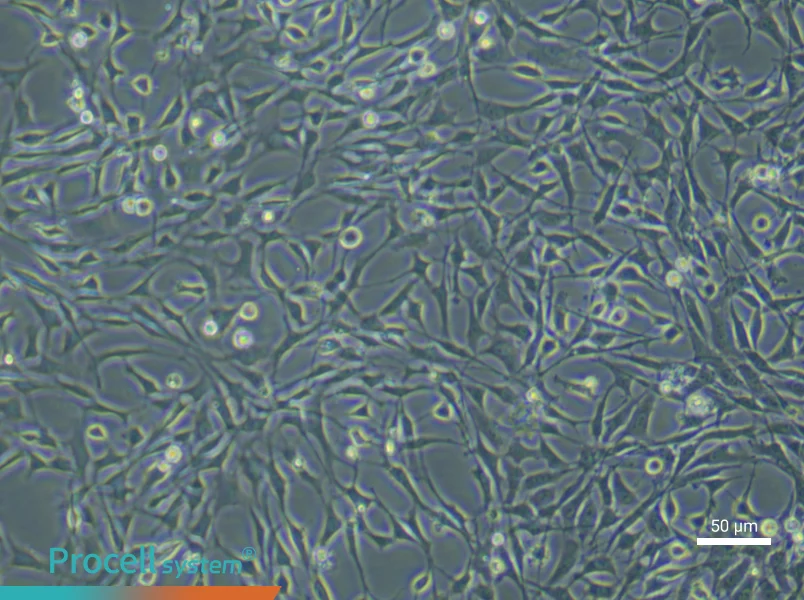 Rat Bone Marrow Mesenchymal Stem (Primary cell immortalization) Cell Complete Medium - 4