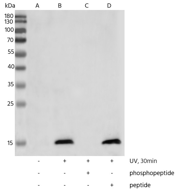 Recombinant Phospho-Histone H2A.X (Ser139) Monoclonal Antibody - small - 4