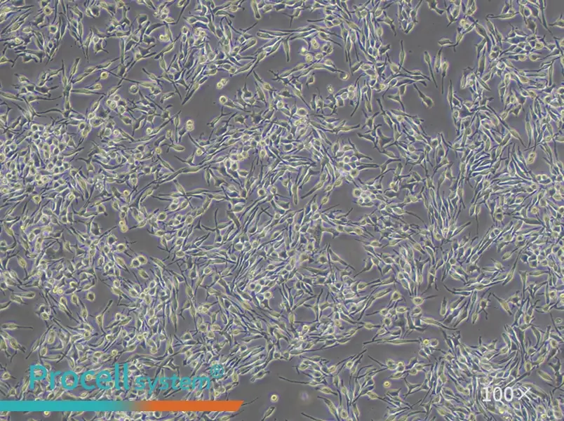 RBL-2H3 Cell Complete Medium - 3