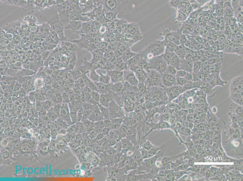 HePa1-6-GFP - 8