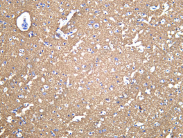 Recombinant Synaptotagmin 1 Monoclonal Antibody - 2
