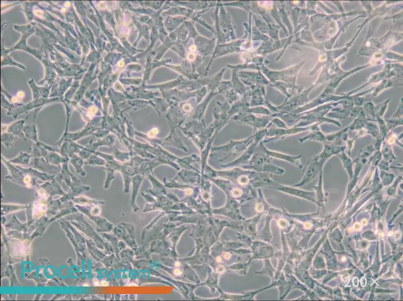 Super Tube Cell Complete Medium - 4