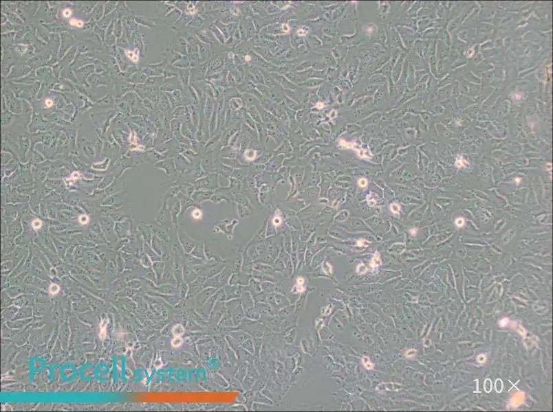 KHOS-240S Cell Complete Medium - 1