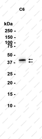Recombinant JunB Monoclonal Antibody - 2