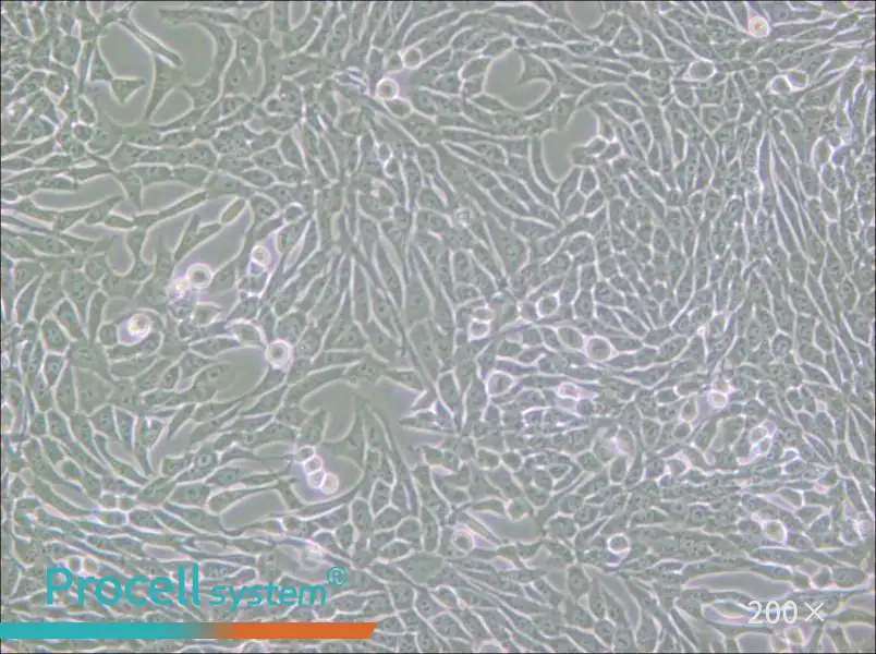 R 1610 Cell Complete Medium - 6