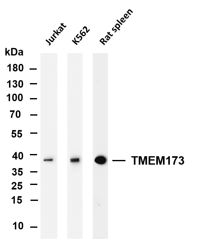 Recombinant TMEM173 Monoclonal Antibody-searchlist-1
