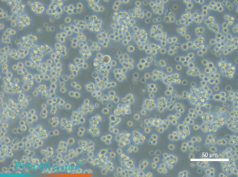 L5178Y TK+/- clone(3.7.2C) - 5