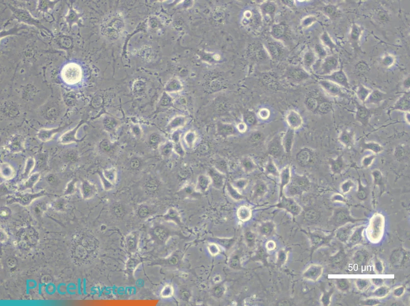 EOMAEOMA - 4