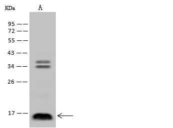 IL3 Monoclonal Antibody-searchlist-1
