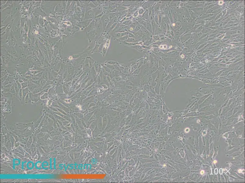 PED Cell Complete Medium - 1