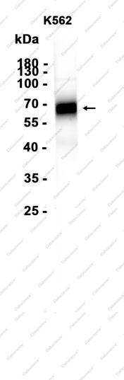 Recombinant ICAM-2 Monoclonal Antibody - 1