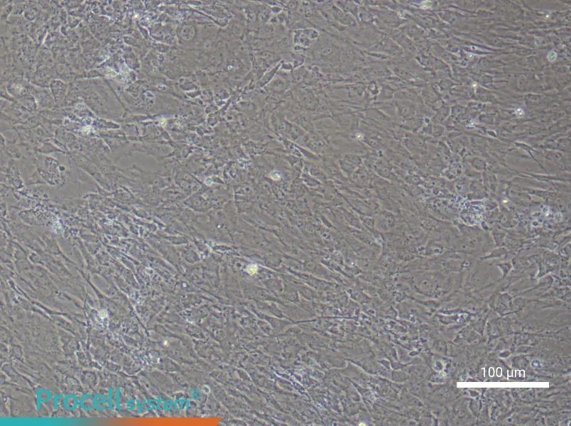 Mouse Synovial Fibroblast Complete Medium - 3