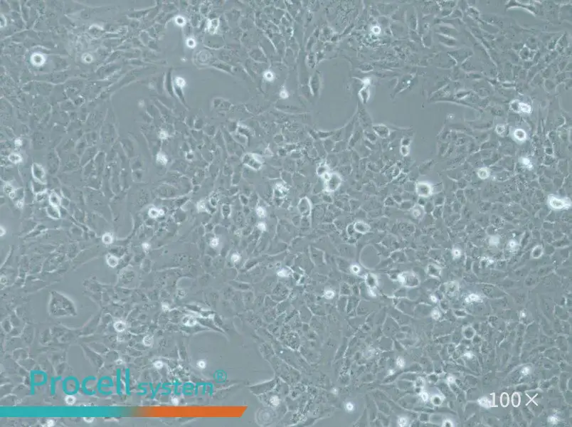 WI-38 VA-13 subline 2RA Cell Complete MediumWI-38 VA-13 subline 2RA Cell Complete Medium - 2