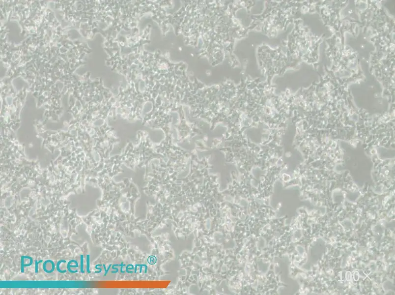 SW620-LUC Cell Complete Medium - 1