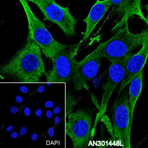 Recombinant BMP6 Monoclonal Antibody - 3