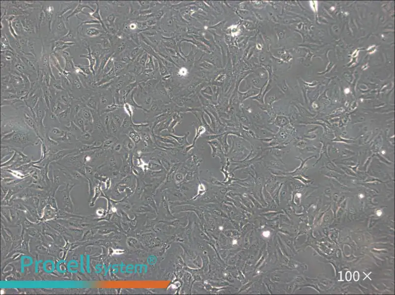 OK Cell Complete Medium - 1