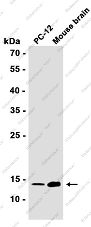 Recombinant VAMP2 Monoclonal Antibody - 2