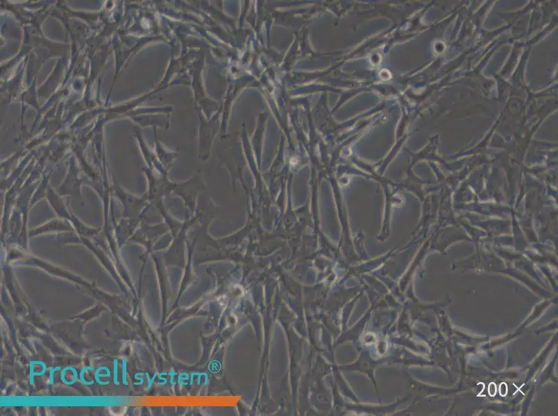 HBZY-1 Cell Complete Medium - 5