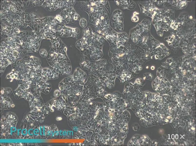 HuH-1 Cell Complete MediumHuH-1 Cell Complete Medium - 3