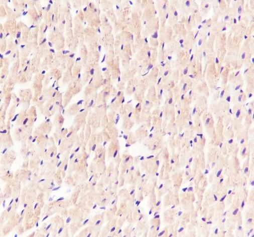 Recombinant alpha Actinin 2 Monoclonal Antibody - small - 6