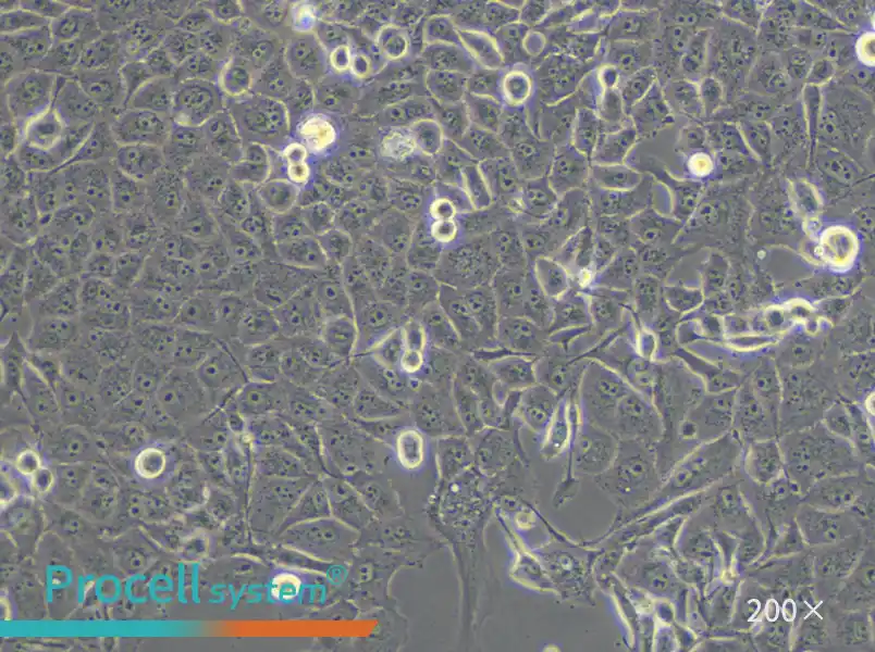 PANC-1 Cell Complete Medium - small - 5