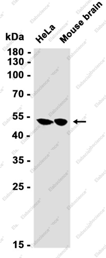 Recombinant SEPT7 Monoclonal Antibody - 2