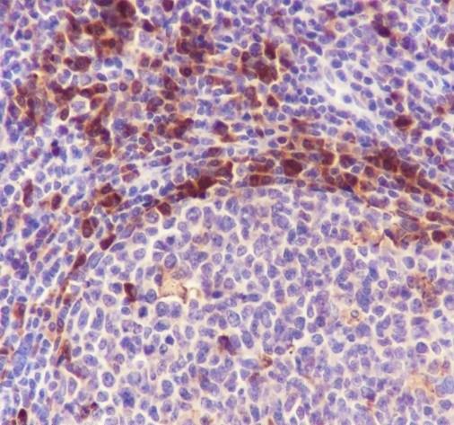 Recombinant ISG20 Monoclonal Antibody - small - 2