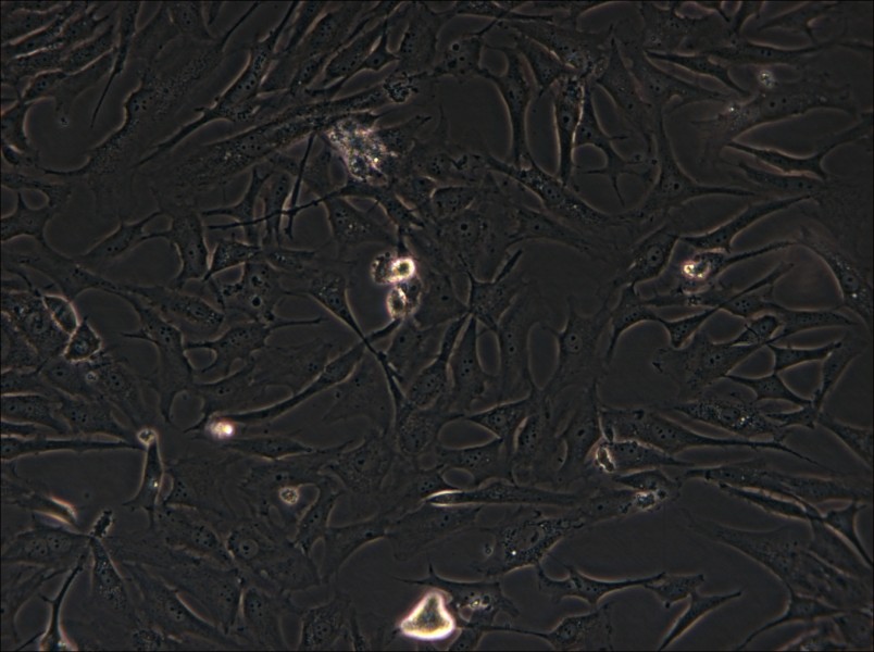 HS-27A Cell Complete Medium - small - 4