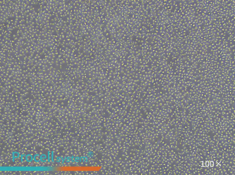 BV-173 Cell Complete MediumBV-173 Cell Complete Medium - 3