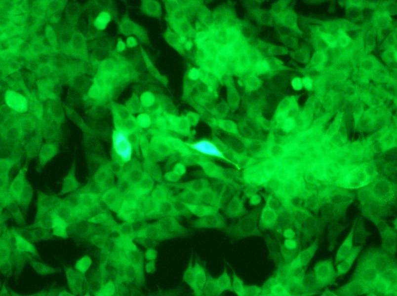 Panc02-GFP Cell Complete Medium - 10