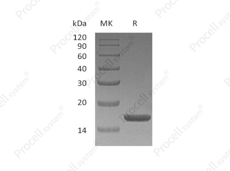IL-1&alpha;/IL1F1, Human, Recombinant