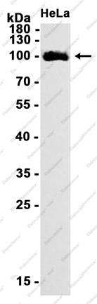 Recombinant ABCG1 Monoclonal Antibody - 1