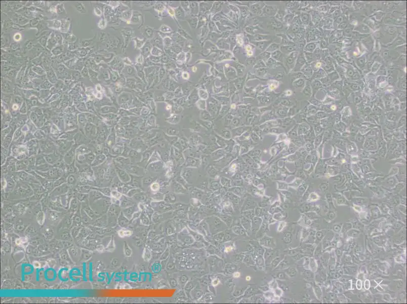 BHT101 Cell Complete MediumBHT101 Cell Complete Medium - 2