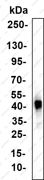 Recombinant CHI3L1 Monoclonal Antibody - 2
