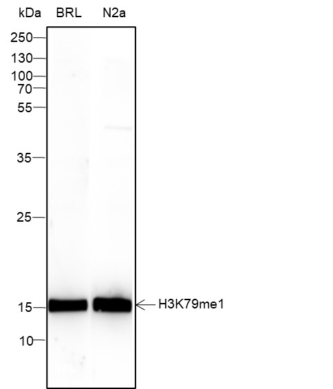 Recombinant Histone H3 (Mono Methyl Lys79) Monoclonal Antibody-searchlist-1
