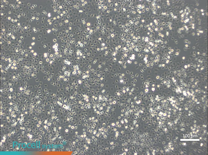 C6/36 [Clone C6/36] Cell Complete MediumC6/36 [Clone C6/36] Cell Complete Medium - 2