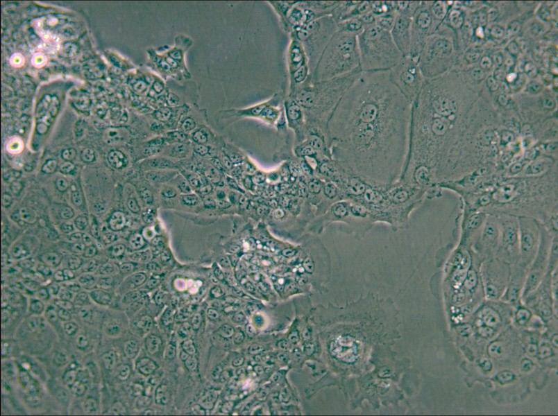 HPAF-II Cell Complete Medium - small - 4