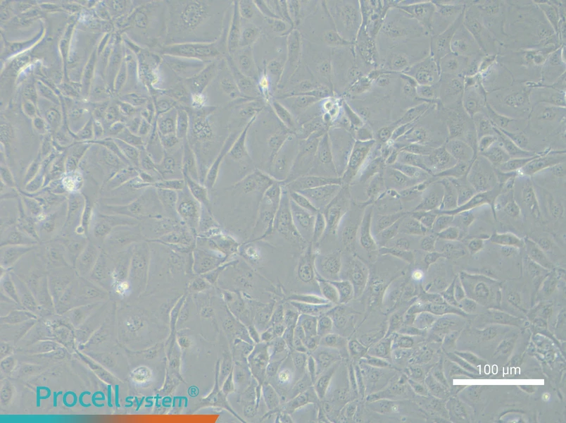 NCI-H3255NCI-H3255 - 2