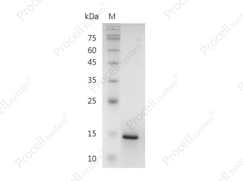 CXCL9/SCYB9, Human, Recombinant
