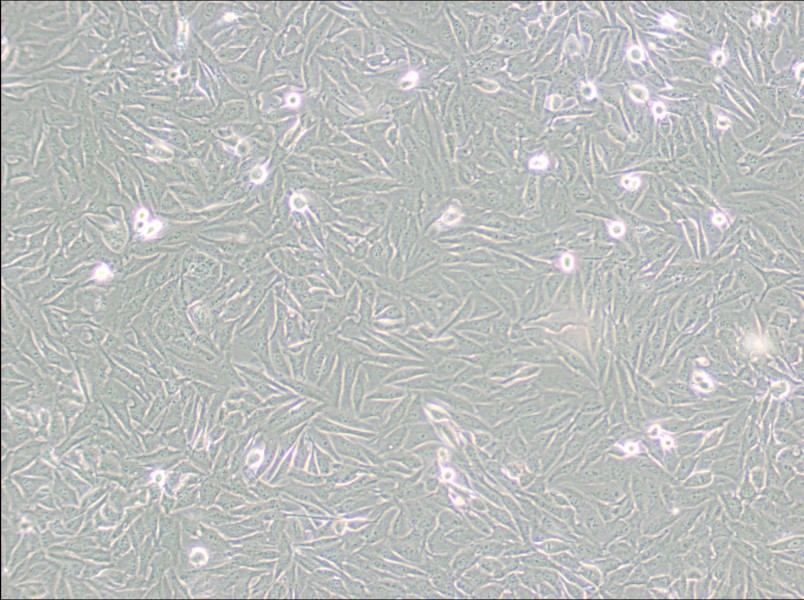 A2058 Cell Complete Medium - 2