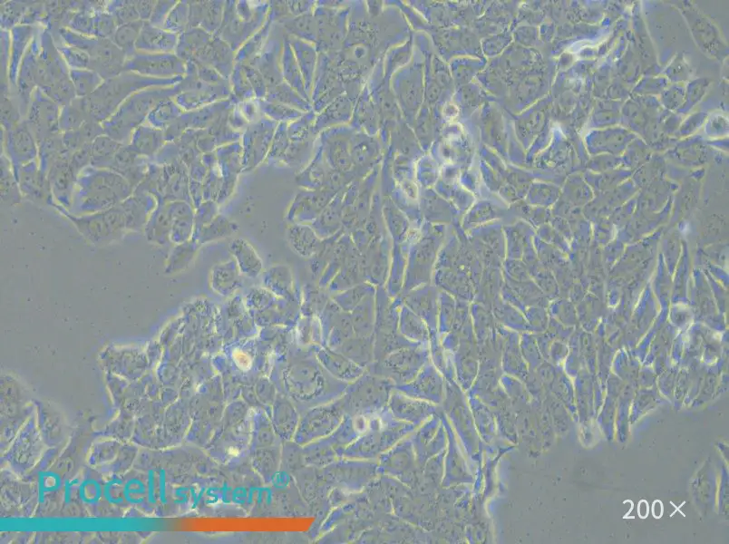 NCI-H358 Cell Complete Medium - small - 5