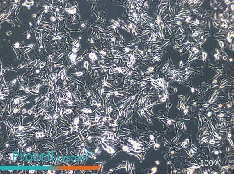 SK-MEL-2 Cell Complete Medium - 2